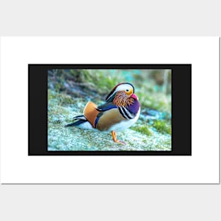 Male Mandarin duck in the UK Posters and Art